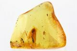 Fossil True Bug (Heteroptera) In Baltic Amber #307741-1